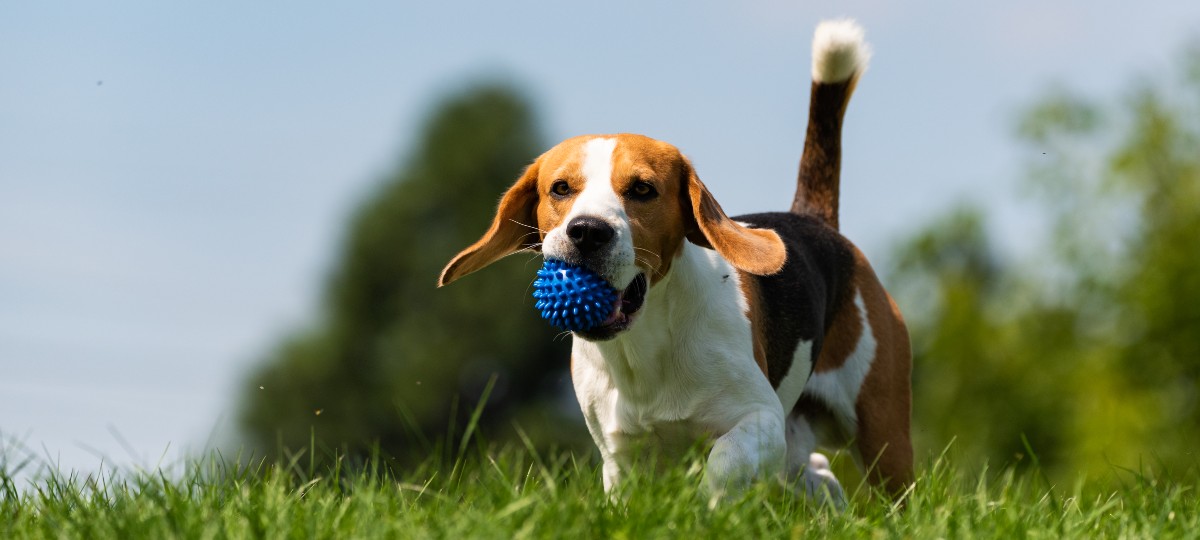 Schade door uw huisdier kan flinke gevolgen hebben